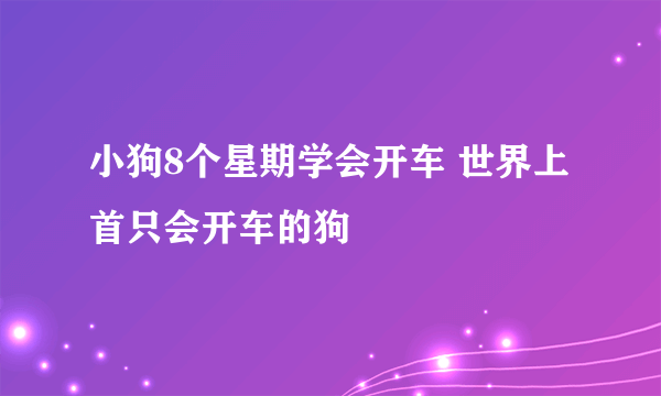 小狗8个星期学会开车 世界上首只会开车的狗