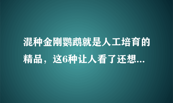 混种金刚鹦鹉就是人工培育的精品，这6种让人看了还想看，收藏