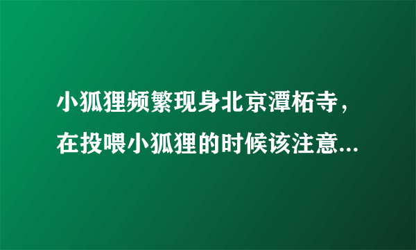 小狐狸频繁现身北京潭柘寺，在投喂小狐狸的时候该注意些什么？