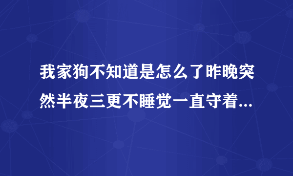 我家狗不知道是怎么了昨晚突然半夜三更不睡觉一直守着我闹腾�