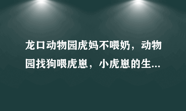 龙口动物园虎妈不喂奶，动物园找狗喂虎崽，小虎崽的生长过程是怎样的？