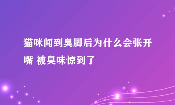 猫咪闻到臭脚后为什么会张开嘴 被臭味惊到了