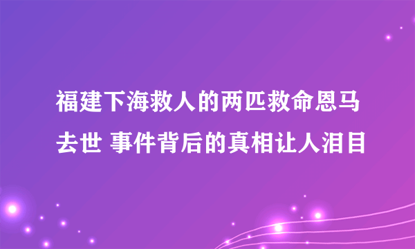 福建下海救人的两匹救命恩马去世 事件背后的真相让人泪目