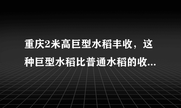 重庆2米高巨型水稻丰收，这种巨型水稻比普通水稻的收成要高多少？