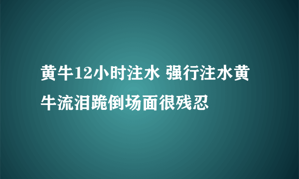 黄牛12小时注水 强行注水黄牛流泪跪倒场面很残忍