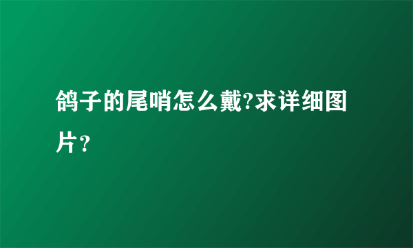 鸽子的尾哨怎么戴?求详细图片？