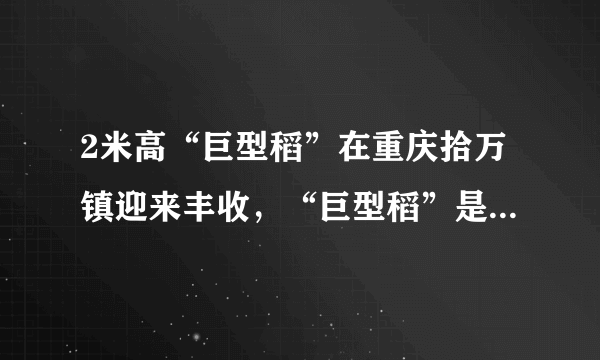 2米高“巨型稻”在重庆拾万镇迎来丰收，“巨型稻”是谁培育的？