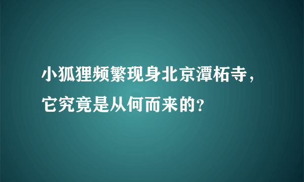 小狐狸频繁现身北京潭柘寺，它究竟是从何而来的？