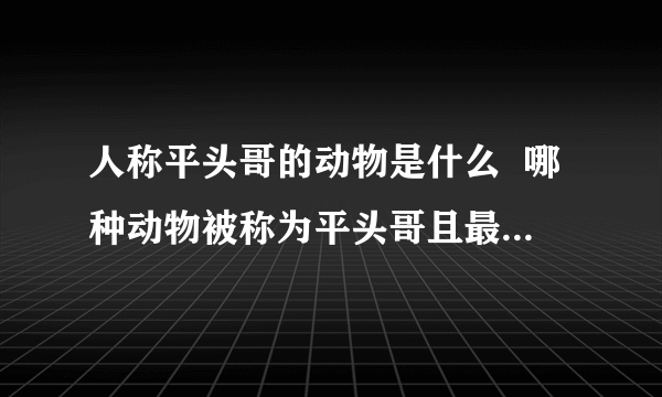 人称平头哥的动物是什么  哪种动物被称为平头哥且最无所畏惧