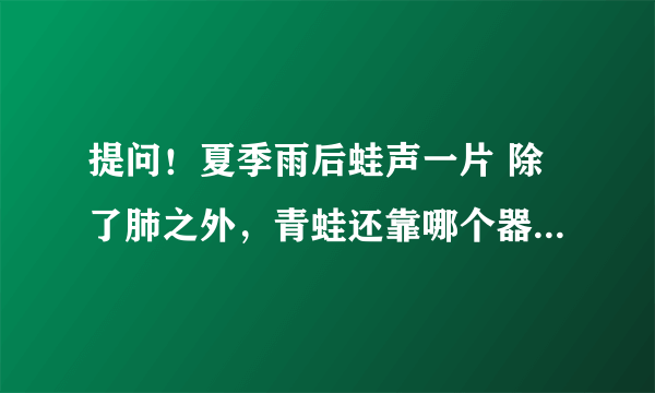 提问！夏季雨后蛙声一片 除了肺之外，青蛙还靠哪个器官来呼吸？