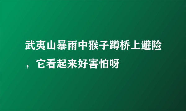 武夷山暴雨中猴子蹲桥上避险，它看起来好害怕呀