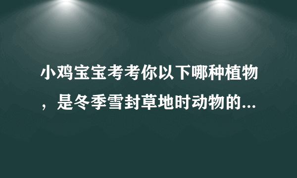 小鸡宝宝考考你以下哪种植物，是冬季雪封草地时动物的“救命草”