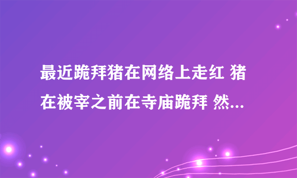 最近跪拜猪在网络上走红 猪在被宰之前在寺庙跪拜 然后当天晚上就被送去屠宰场 专家说这只是巧合