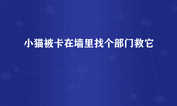 小猫被卡在墙里找个部门救它