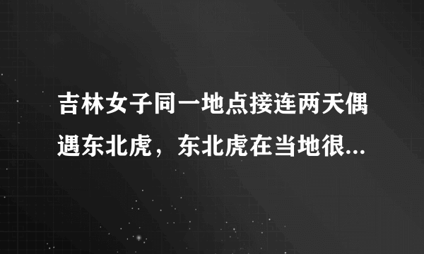 吉林女子同一地点接连两天偶遇东北虎，东北虎在当地很常见吗？