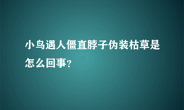 小鸟遇人僵直脖子伪装枯草是怎么回事？