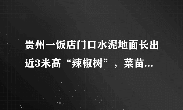 贵州一饭店门口水泥地面长出近3米高“辣椒树”，菜苗的生命力有多旺盛？