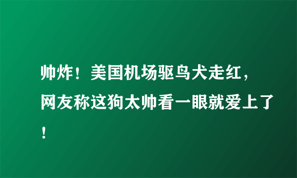 帅炸！美国机场驱鸟犬走红，网友称这狗太帅看一眼就爱上了！